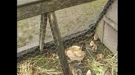 Baby chicks at the Centre for Alternative Technology, Machynlleth